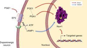 Uses for pge1 range from treating congenital heart defects to treating erectile dysfunction. Pge1 And Pga1 Bind To Nurr1 And Activate Its Transcriptional Function Nature Chemical Biology