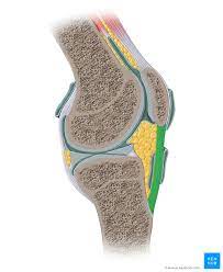 The achilles tendon connects the heel to the calf muscle and is essential for running jumping and standing on the toes. What Is A Ligament Differences With Tendons Kenhub