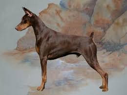 Check spelling or type a new query. Dobermans Doberman Pinscher Breeder Doberman Puppy Puppies