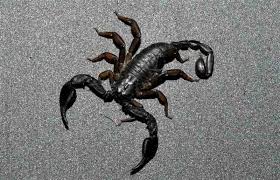 Anche il colore dello scorpione che sogni ti se ti capita di vedere uno scorpione nei vestiti nel sogno è un presagio di danni in casa che subirai. Gli Scorpioni Presenti In Italia Quali Sono I Piu Pericolosi