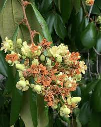 Image result for Malvaceae subfamily Grewioideae