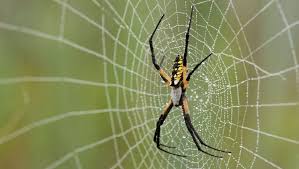 We did not find results for: Critter Of The Week Yellow Garden Spider