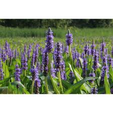 Image result for Pontederia