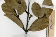 Image result for Cassipourea congoensis