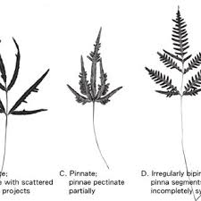 Image result for Pteris similis