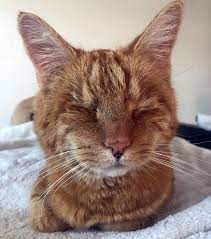 Meet The Handsome Blind Cat Who Found An Amazing Home After Being Given Away For Free Online Cats Orange Cats Orange Cat