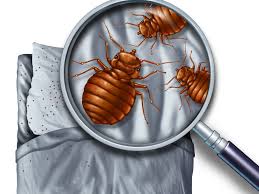 There are few things you can do to repel bed bugs once you have an infestation and it's important to know the warning. How To Prevent Bed Bugs While Traveling Modern Pest