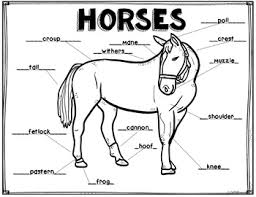 horse anatomy worksheets teaching resources teachers pay