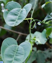 Image result for Smilax anceps