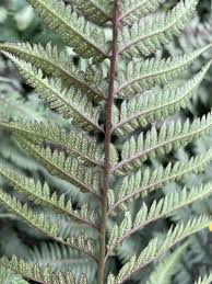 Image result for Athyrium newtonii
