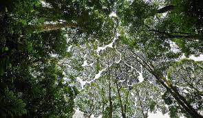 Auriculiformis), jelutong (dyera costulata), merawan siput jantan (hopea odorata), mahogany (swietenia macrophylla), african mahogany (khaya ivorensis) and keladan (dryobalanops oblongifolia) species for sand tailings rosewood (dalbergia pinnata), acacia spp. Lesson 4 The Casts Of Dipterocarpaceae Pt 1 Treepeople Learns English