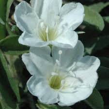 Image result for Falkia oblonga