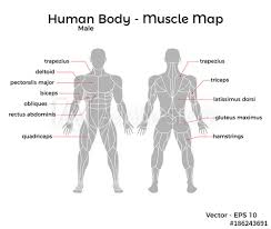 Lower body muscles are significantly bigger than upper body muscle and need to be worked accordingly. Male Human Body Muscle Map With Major Muscle Names Front And Back Vector Eps 10 Illustration Buy This Stock Vector And Explore Similar Vectors At Adobe Stock Adobe Stock