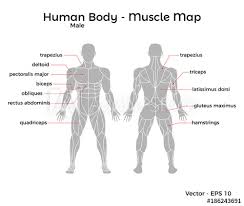 Consider the biceps brachia this class of lever is uncommon in the human body. Male Human Body Muscle Map With Major Muscle Names Front And Back Vector Eps 10 Illustration Buy This Stock Vector And Explore Similar Vectors At Adobe Stock Adobe Stock