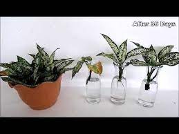 2603 How To Propagate Aglaonema Snow White From Cuttings In Water And Soil Chinese Evergreen Cu Chinese Evergreen Plant Chinese Evergreen Propagating Plants
