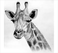 The giraffe is a magnificent animal and with the right color and shadow balance. Realistic Pencil Realistic Giraffe Drawing Novocom Top