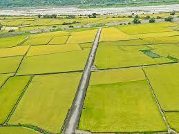 遊記 台中市外埔區 2020 11 13現況 台中外埔忘憂谷 大地拼布之金黃稻浪美景 季節限定美景 波斯菊花海 與忘憂巴士一起忘憂 賞花秘境 外埔粉紅薑荷花花海 ig fb熱門打卡景點 位置 怎麼去 路線sop圖 交通 拍攝點 gps座標 風の攝影趣 痞客邦