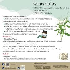 ฟ้าทะลายโจร สมุนไพรไทยมีสรรพคุณรักษาโควิด 19 ได้ โดยล่าสุด กระทรวงสาธารณสุขแถลงยืนยันสารสกัดฟ้าทะลายโจร มีฤทธิ์ยับยั้งการเพิ่มจำนวนของโค. Sirirajpr à¹„à¸‚à¸‚ à¸­à¸‚ à¸­à¸‡à¹ƒà¸ˆ à¸Ÿ à¸²à¸—à¸°à¸¥à¸²à¸¢à¹‚à¸ˆà¸£ Facebook