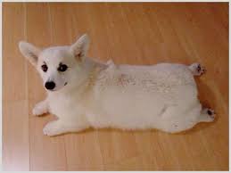 Adorable Black And White Corgi Puppy Unique White Corgi Cuteness Corgi Sploot Corgi Corgi Dog