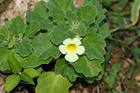 Image result for Pedalium murex