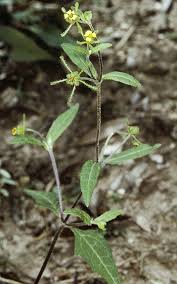 Image result for Sigesbeckia orientalis