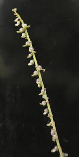 Image result for Carrichtera annua