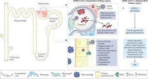 Immunity Endothelial Injury And Complement Induced Coagulopathy In Covid 19 Nature Reviews Nephrology