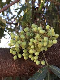 Image result for Searsia lancea