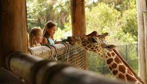 Jacksonville Zoo Tickets Prices Discount Animals To See Train Ride