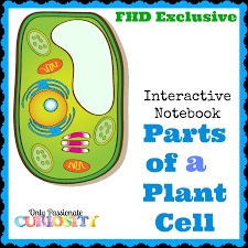 A few years back, my son had to make a 3d plant cell for science class. Free Plant Cell Interactive Notebook Instant Download