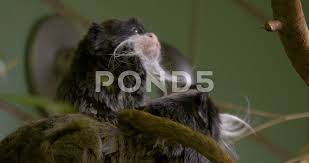 The emperor tamarin is a small species of monkey. Emperor Tamarin Monkeys Looking Around Stock Video Pond5