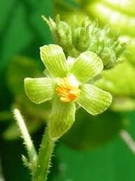 Image result for Kedrostis leloja