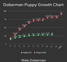 Maybe you would like to learn more about one of these? How Many Cups To Feed A Doberman Puppy The Pet Supply Guy
