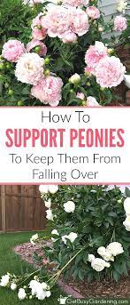 How To Make A Nice Flower Bed Gardeningflower Beautiful Flowers Garden Peony Support Peonies Garden