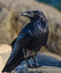 Image result for raven