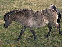 Zu verkaufen ist eine 2,5 jährige dülmener/tarpan stute eingetragen bei weser ems als tarpan pony volles papier geboren am 16.07.2018 graufalbe mit aalstrich dem alter entsprechend noch nicht geritten (roh) steht bei uns. Heck Horse Wikipedia