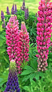 We did not find results for: Plant Lupins Garden Flowers Summer Wild Flowers Perennials Garden High In Panicles Pink Blue Purple Flowers Pikist