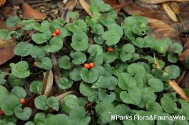 Image result for Geophila repens