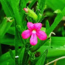 Image result for Striga asiatica