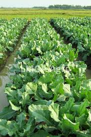 Check spelling or type a new query. Toko Pertanian Petani Indonesia Lmga Agro Budidaya Sayuran Mudah Cepat Panen Dan Hasil Menguntungkan