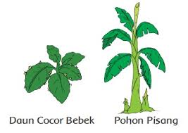 Check spelling or type a new query. Pembelajaran 2 Tema 1 Subtema 4 Pertumbuhan Dan Perkembangan Tumbuhan
