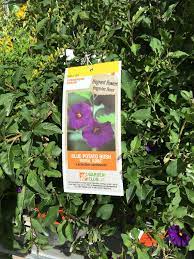 Blue Potato Bush Royal Robe Evergreen Shrub Home Depot Evergreen Shrubs Blue Potatoes Evergreen Plants