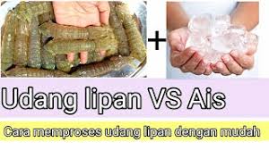 Ia mampu mencecah 30 sentimeter (12 in) panjang, sungguhpun kes luar biasa sehingga 38 cm (15 in) telah direkodkan di hawai. Cara Makan Udang Lipan 21 09 2014 Nik Wan Thewikihow