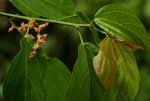 Image result for Scepocarpus trinervis