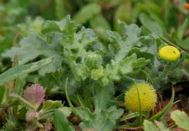 Image result for Grangea