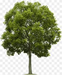 More images for populus sect aigeiros » Green Leafed Tree Illustration Populus Nigra American Sycamore Tree Populus Sect Aigeiros Tree Plan Leaf Branch Plane Trees Png Pngwing