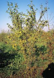 Fiori gialli, ce ne sono di varie forme e fiori a grappoli gialli verdognoli : Https Www Regione Piemonte It Web Sites Default Files Media Documenti 2019 11 Alberi E Arbusti 20pagg 20152 223 Pdf