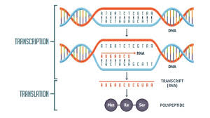 Translation is the process by which an mrna molecule is used as a template to build a protein from a specific sequence of amino acids encoded. Transcription Vs Translation Worksheet Technology Networks