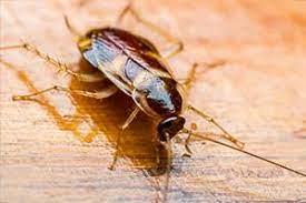 Has maintained the highest standards in building custom homes for more than 60 years. Hobbs Pest Management Cedarcreeklake Online