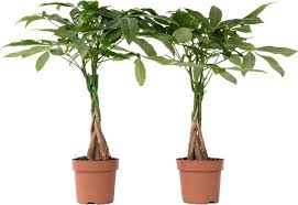 Image result for pachira obrázek